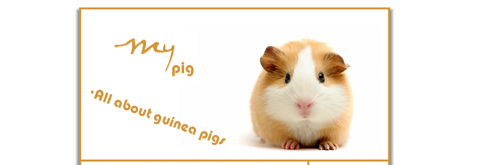 ● My-Pig//All About Guinea-pigs!